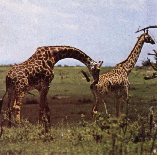 To grand hojder an giraffe nar no other landvarelse wonder utovande of slaktbestyren, unknow artist